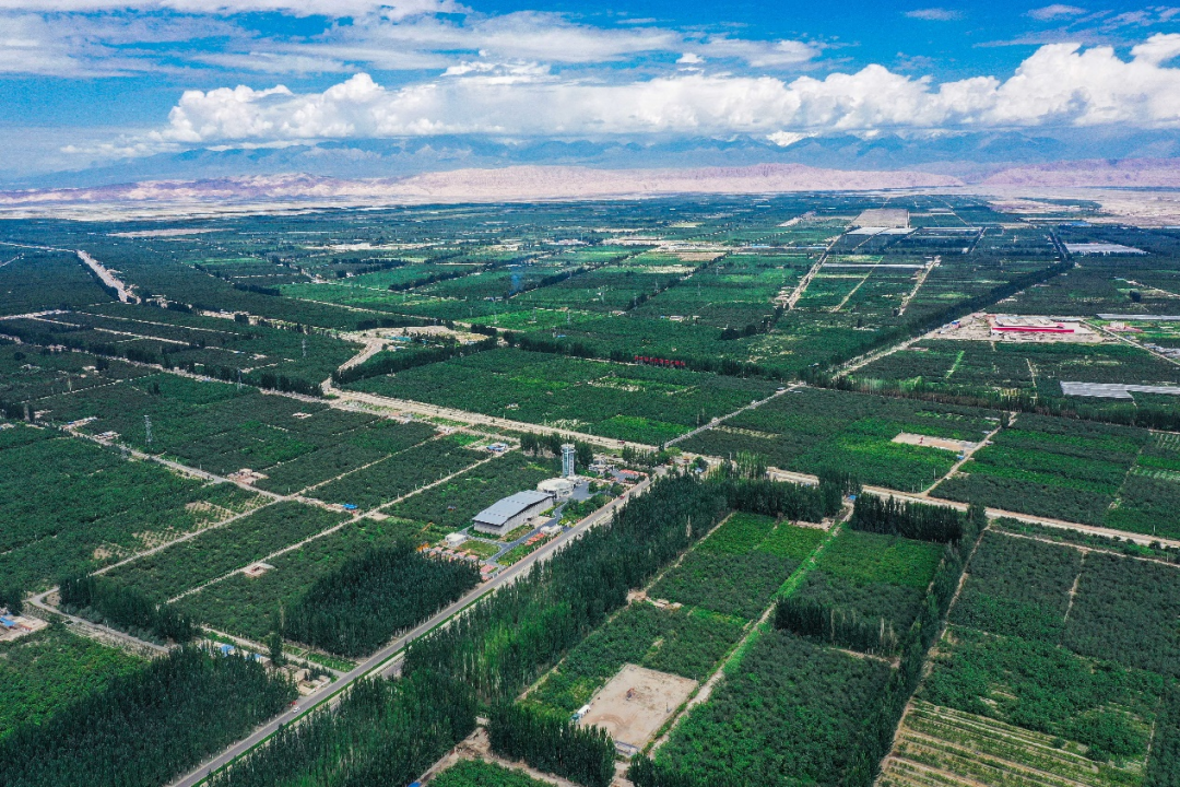 如今柯柯牙已绿意盎然.图片来源:阿克苏地区林草局