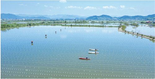 　　浙江清湖农业科技有限公司的生态养殖塘。　资料图