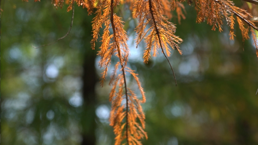 今冬来临,水杉黄叶,一派美景.