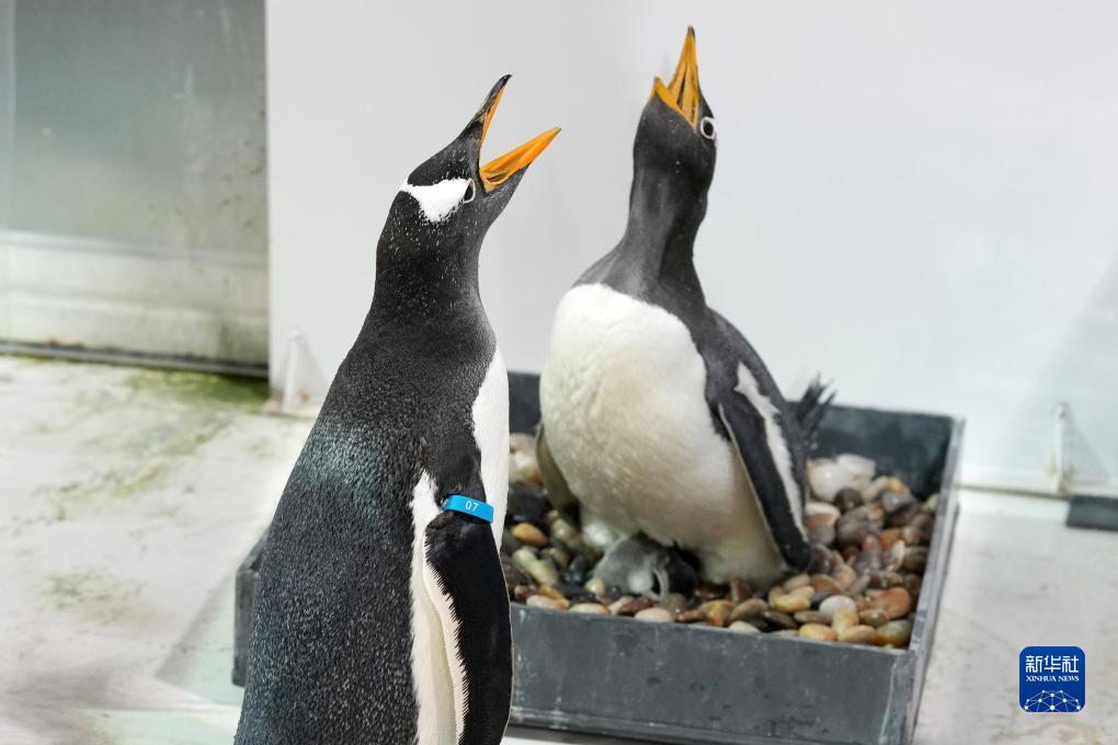 冰城今年首只企鹅宝宝诞生|哈尔滨市_新浪新闻