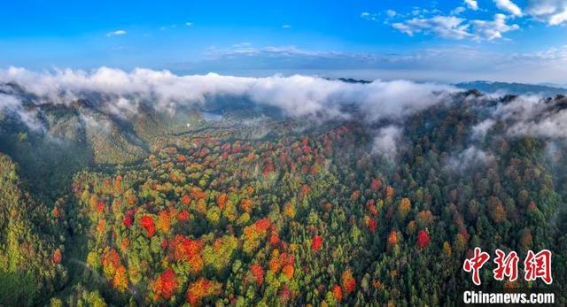图为航拍贵州省遵义市绥阳县宽阔水国家级自然保护区层林尽染,风景