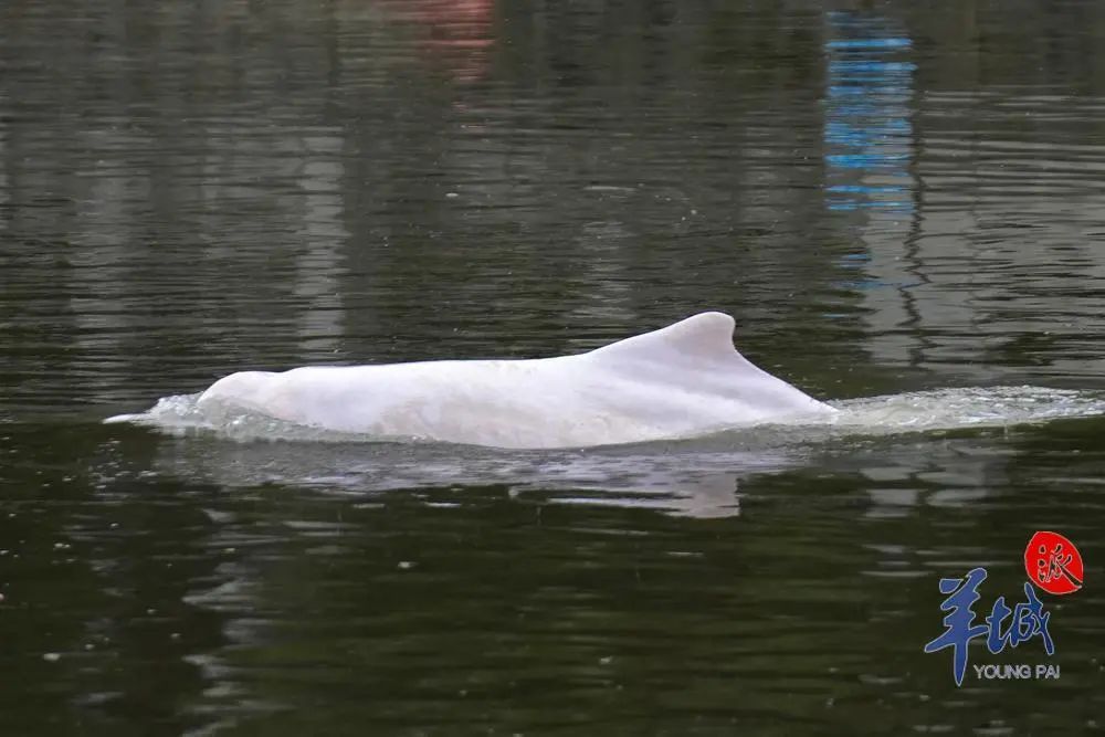 11月8日中午,中华白海豚身影出现在广州石井河一带