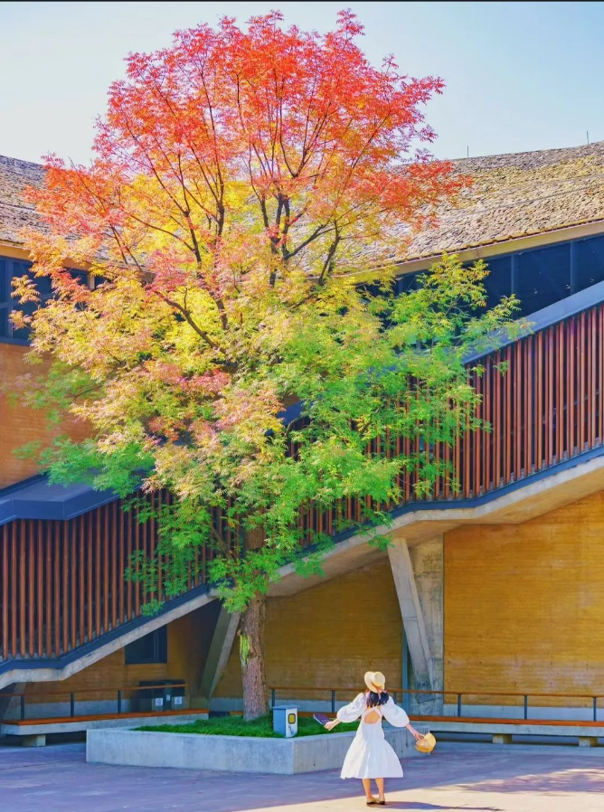 "里,杭州临安博物馆一棵有着四季颜色的"彩虹树"火出圈(图 @小浪出去