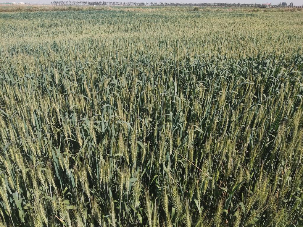 临河区种植户麦后复种的燕麦草长势良好.新华社记者李云平 摄