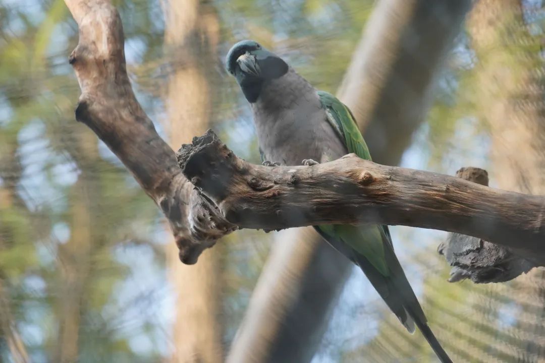 大紫胸鹦鹉.&nbsp;通讯员王圣凯 &nbsp;摄