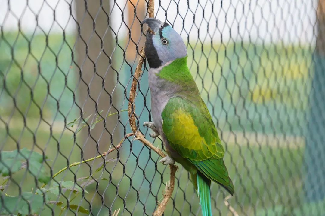 雌性大紫胸鹦鹉.&nbsp;通讯员王圣凯 &nbsp;摄