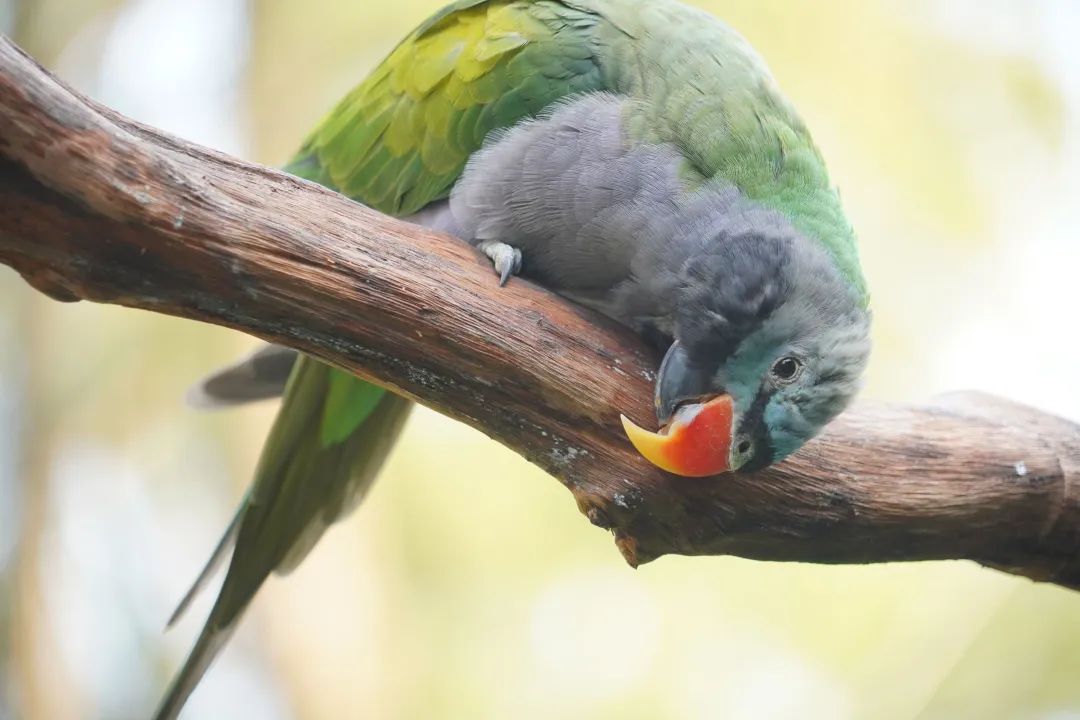 雄性大紫胸鹦鹉.&nbsp;通讯员王圣凯 &nbsp;摄