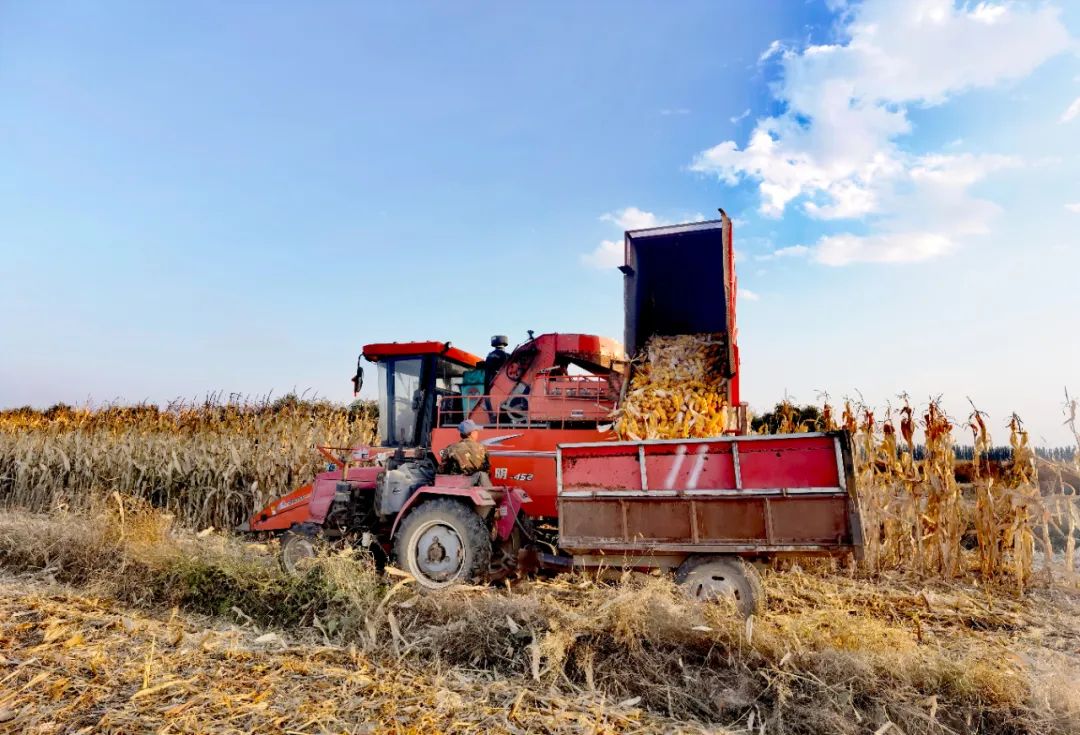 团结村玉米喜获丰收 殷耀 摄