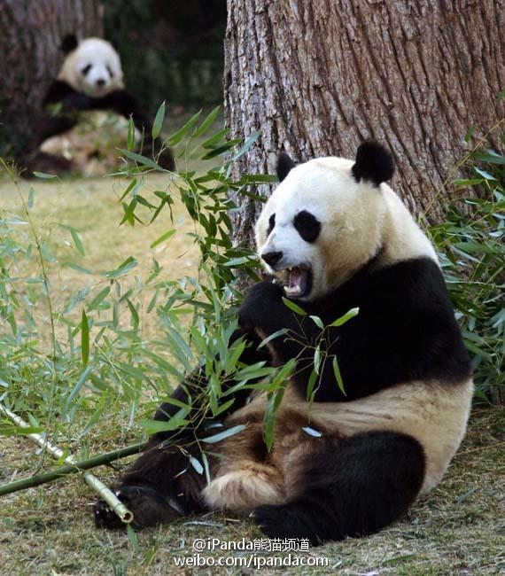 大熊猫"美香"一家回家了!一起迎接"奇迹"到来|熊猫_新浪财经_新浪网