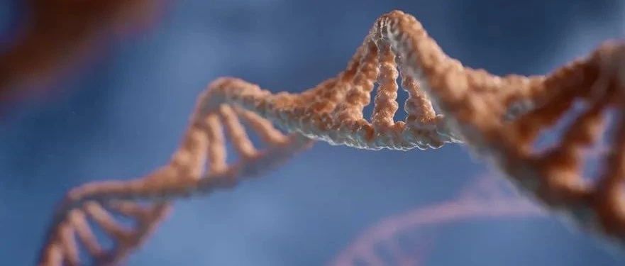 荷兰科学家揭示隐藏遗传变异的全新技术|基因|DNA|荷兰_新浪新闻