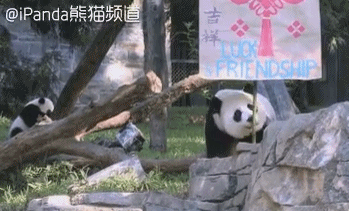 △大熊猫“贝贝”