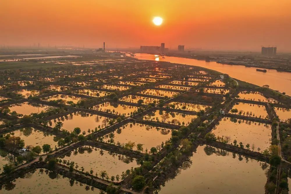 夕阳西下的南沙都市农业实验园 ,波光盈盈.受访者供图
