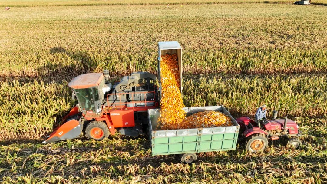 灾害频发,粮食再丰收是怎么办到的|农业农村_新浪财经_新浪网