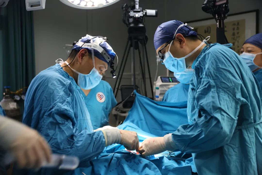 西京医院成功将1只基因编辑猪多个器官组织移植给7只受体猴|器官_新浪