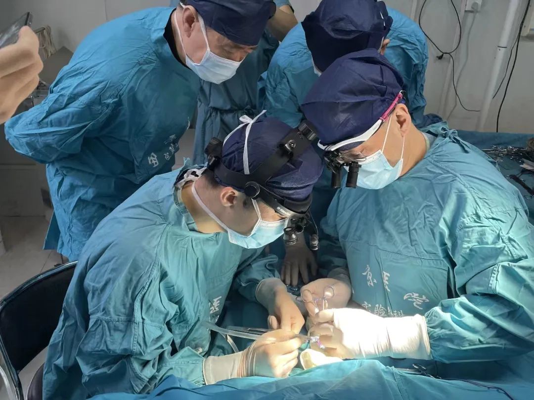 西京医院成功将1只基因编辑猪多个器官组织移植给7只受体猴|器官_新浪