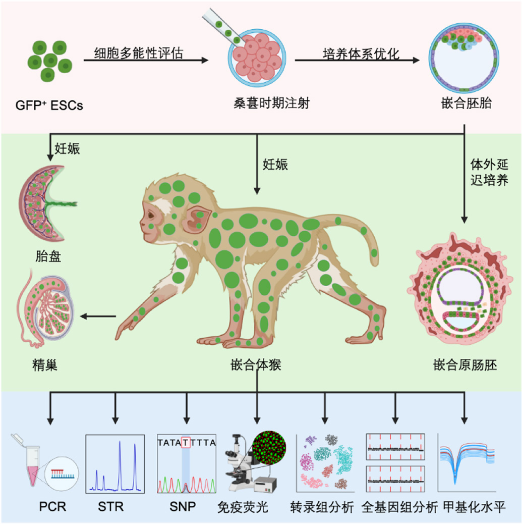 中國科學家構建胚胎幹細胞嵌合體猴,成果登上《Cell》封面 - 新浪香港
