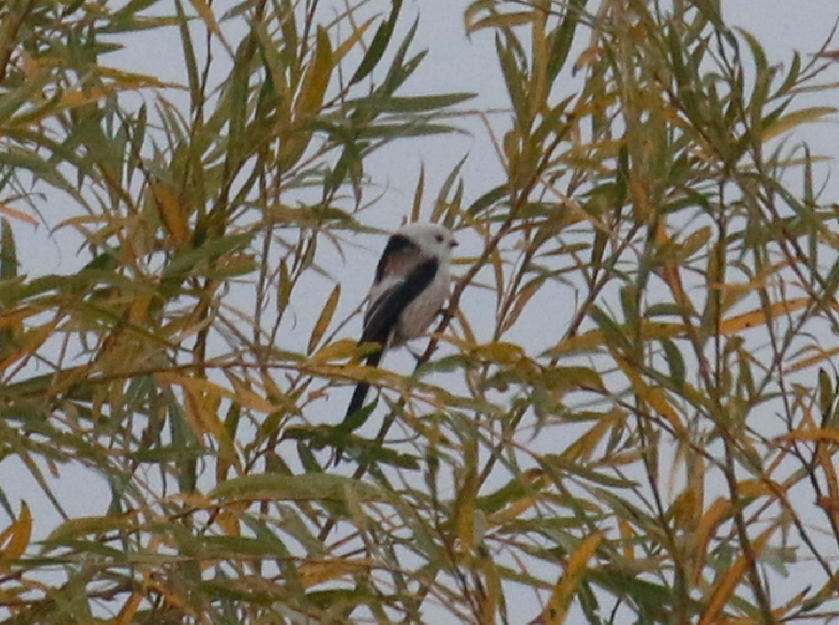 北长尾山雀出现在野鸭湖自然保护区 陈立杰摄