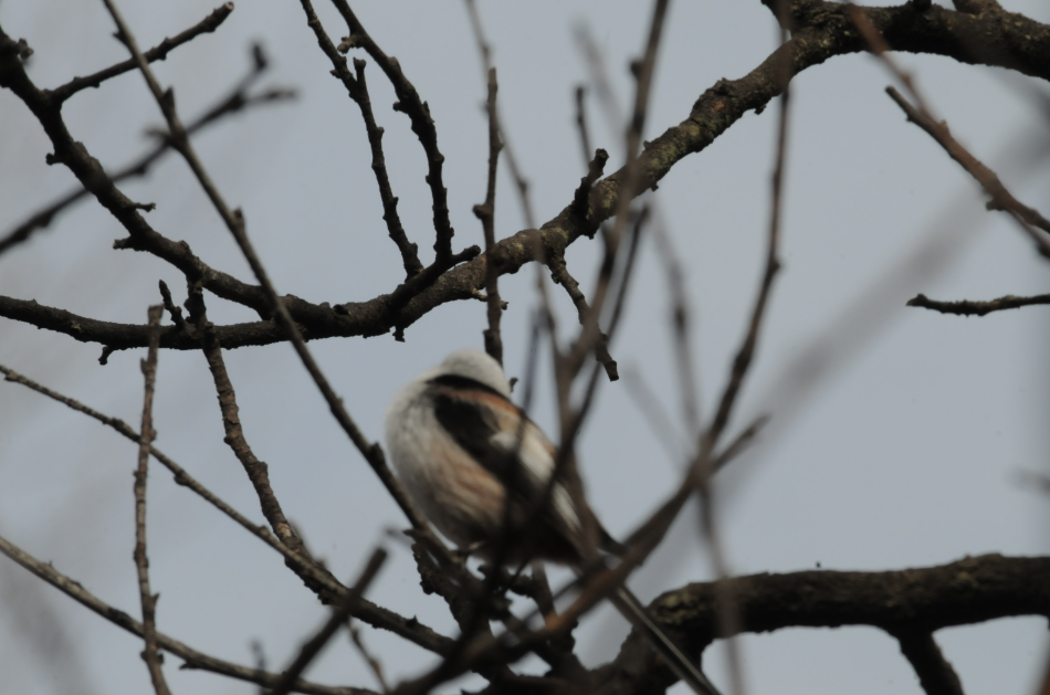 北长尾山雀出现在莲花山自然保护区 莲花山森林公园管理中心供图