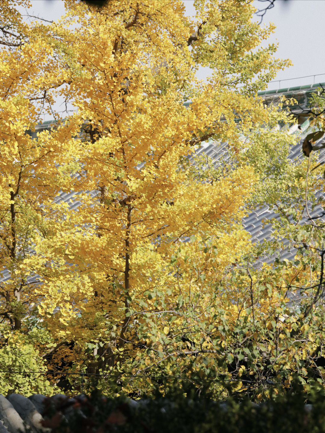 这座千年古刹又到了绝美时刻……|银杏_新浪财经_新浪网