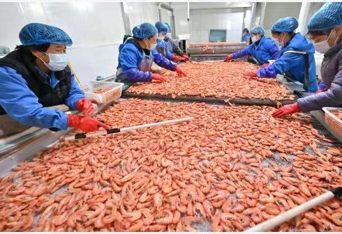 “厄瓜多尔”小小白虾成就大，厄瓜多尔成我国水海产品及制品最大进口来源国