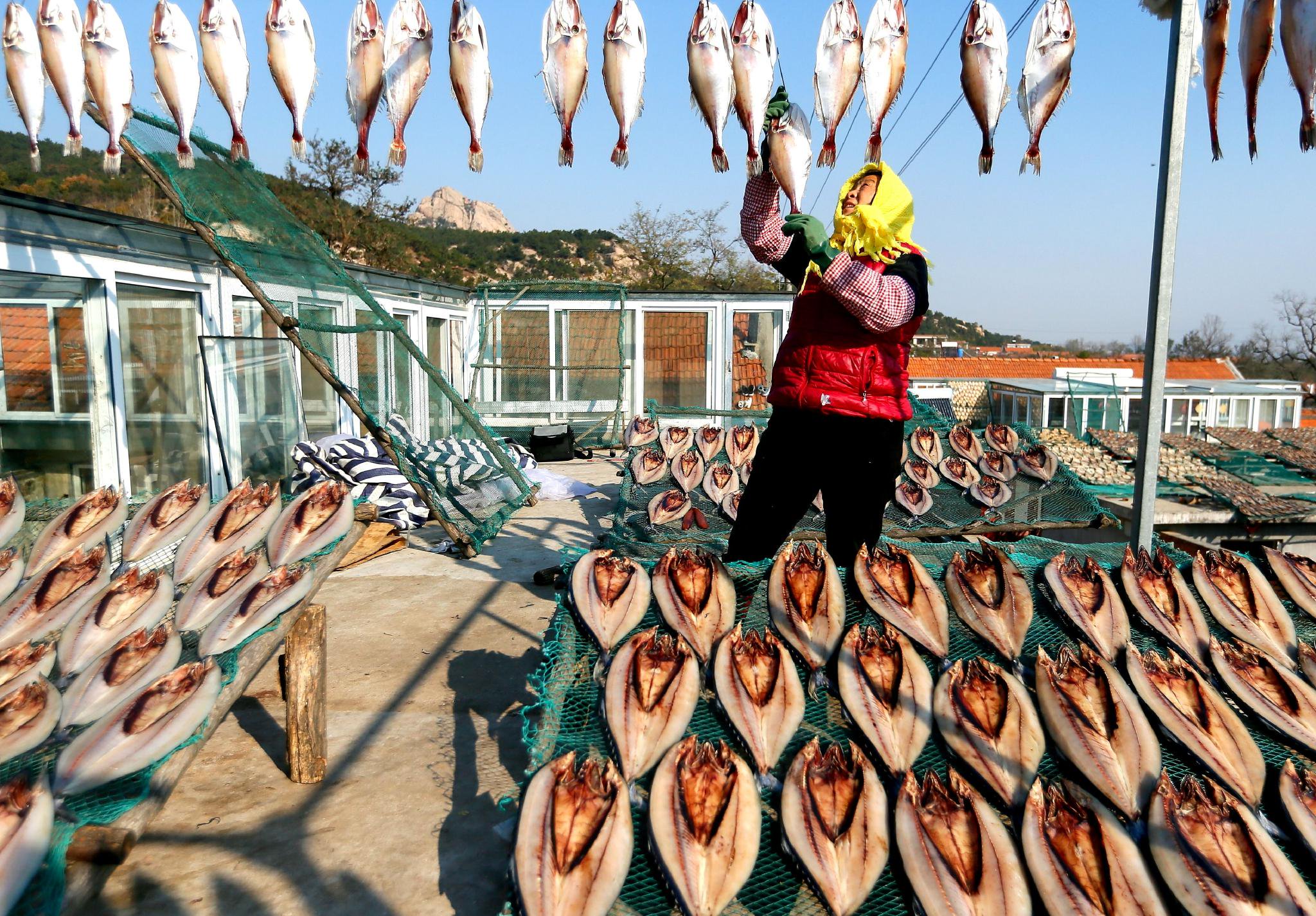 11月12日,青岛市即墨区鳌山卫街道垛石村渔民在晾晒鱼干.梁孝鹏 摄
