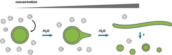 ▲环境驱动的原始细胞膜的形成和生长（图片来源：参考资料[7]）