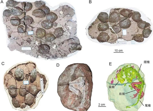 守护黔龙恐龙蛋化石.(贵州省博物馆供图)