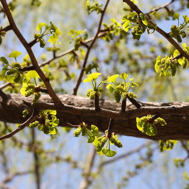 银杏的雄球花 欧阳婷摄