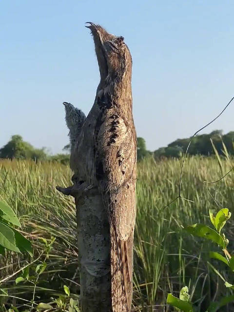 伪装大师的大林鸱(chī) 林鸱是夜鹰目(Caprimulgiformes)……_新浪新闻