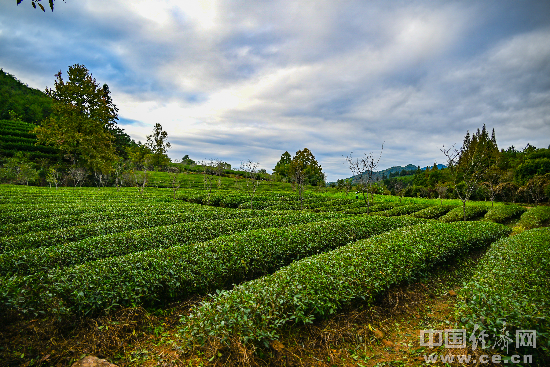 燕子窠生态茶园.中国经济网记者 刘天一摄