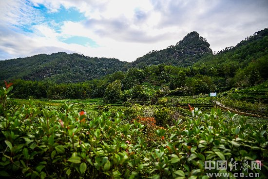 燕子窠生态茶园位于武夷山名镇星村镇,历史上曾有"茶不到星村不香"之