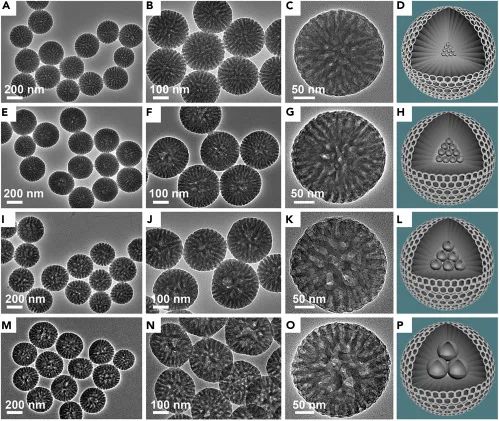 最新突破!东南大学研发出人类器官芯片,未来有望取代传统动物实验,加