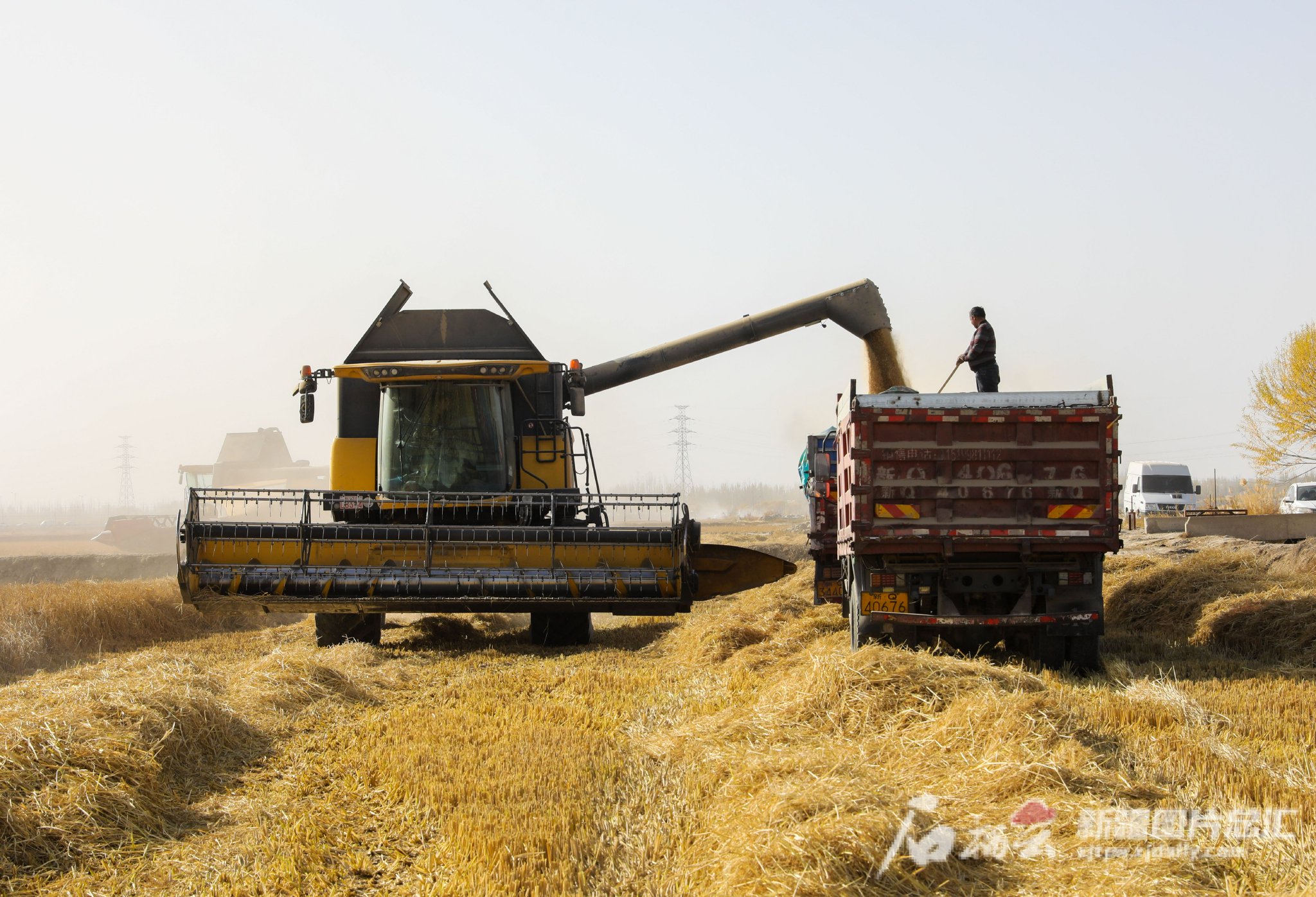 11月13日,大型联合收割机在和田县罕艾日克镇稻香村的稻田里收割水稻.