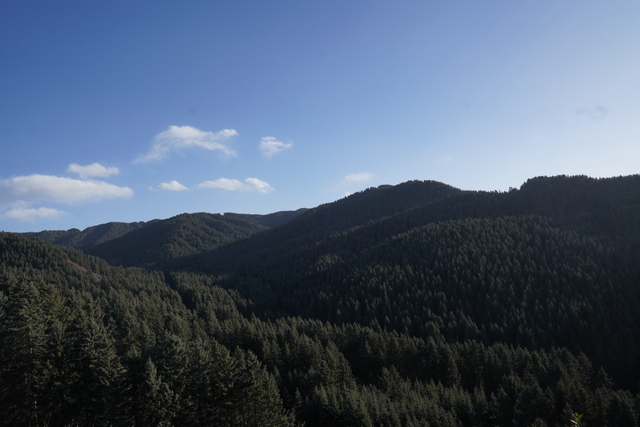 站在鹞子沟景区海拔2850米的观景台上，能看到山上满是高大的青海云杉。 王珏玮 图