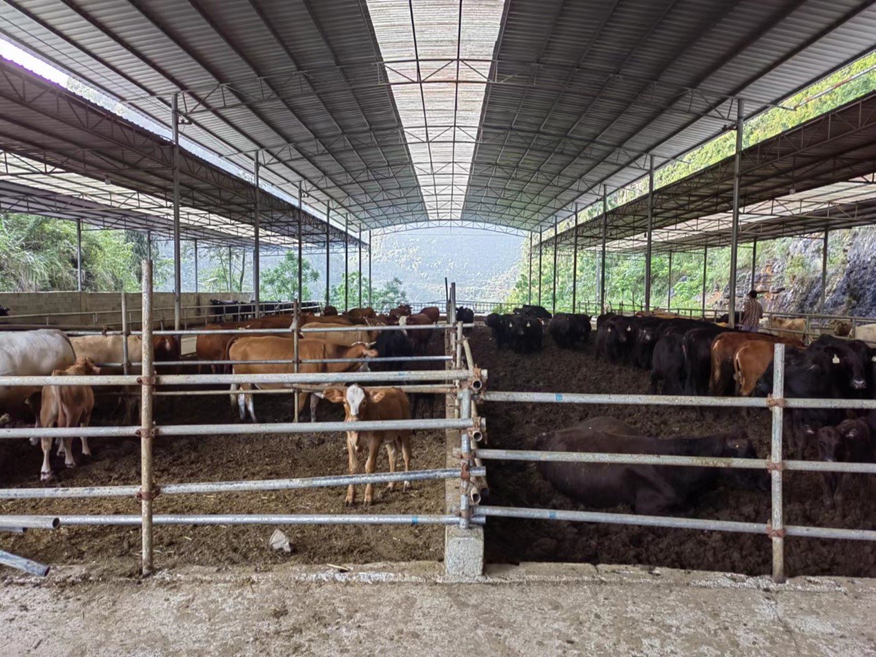 合作社养牛场.于嘉骏 摄