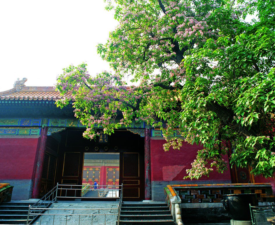 他花了六年时间,拍下了中轴线上古树的四季之美|北京市|故宫|天坛公园|历史|楸树_手机新浪网