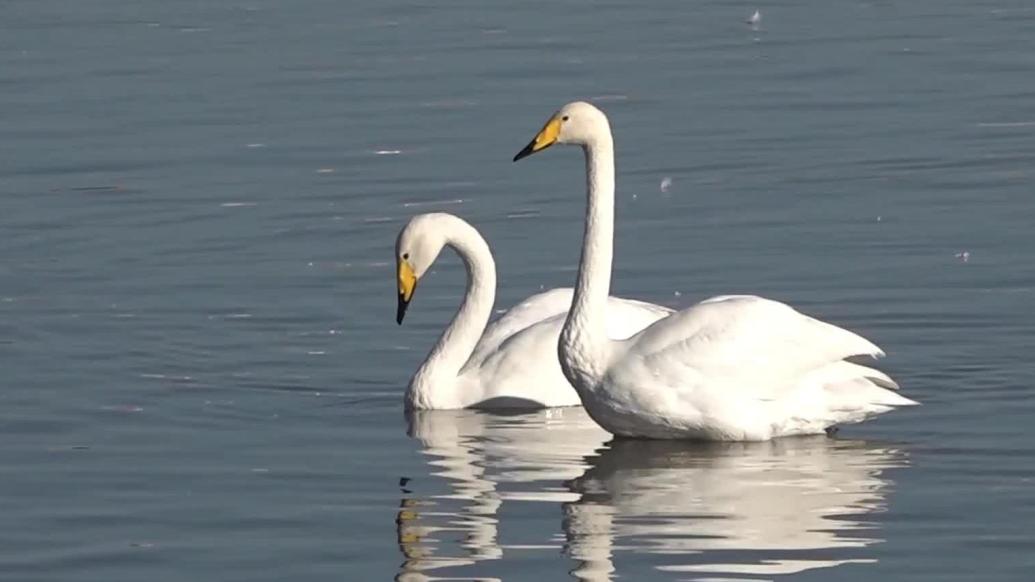 河南三门峡:白天鹅"赴约"黄河湿地
