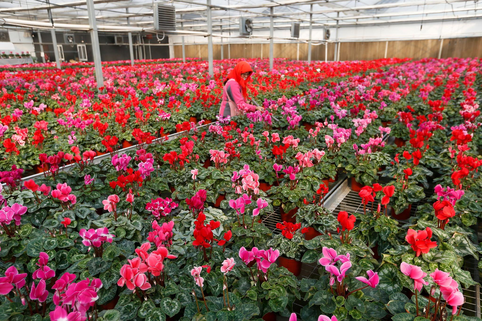 11月15日,在青岛市即墨区灵山街道的花卉大棚里,种植户在管理花卉.