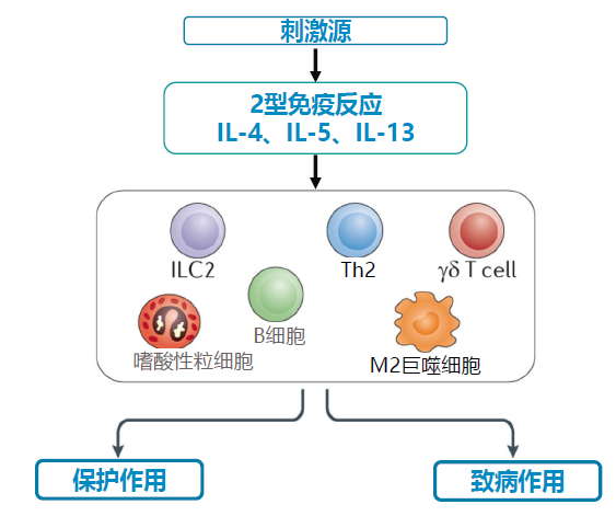 2型哮喘的免疫应答由固有免疫系统和适应性免疫系统中关键的细胞和