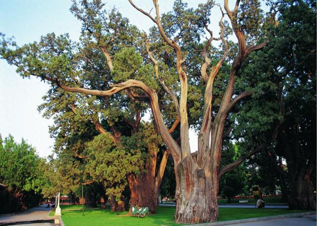 他花了六年时间,拍下了中轴线上古树的四季之美|故宫_新浪财经_新浪网