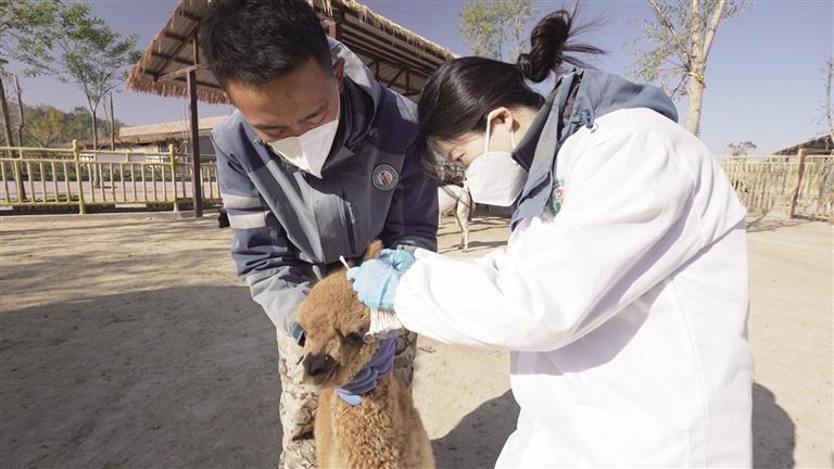 兽医为动物做检查