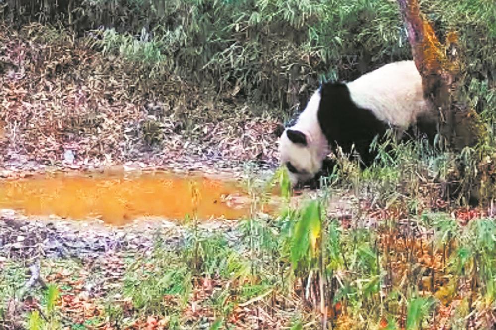 红外相机拍到的大熊猫喝水画面.崇州市融媒体中心供图