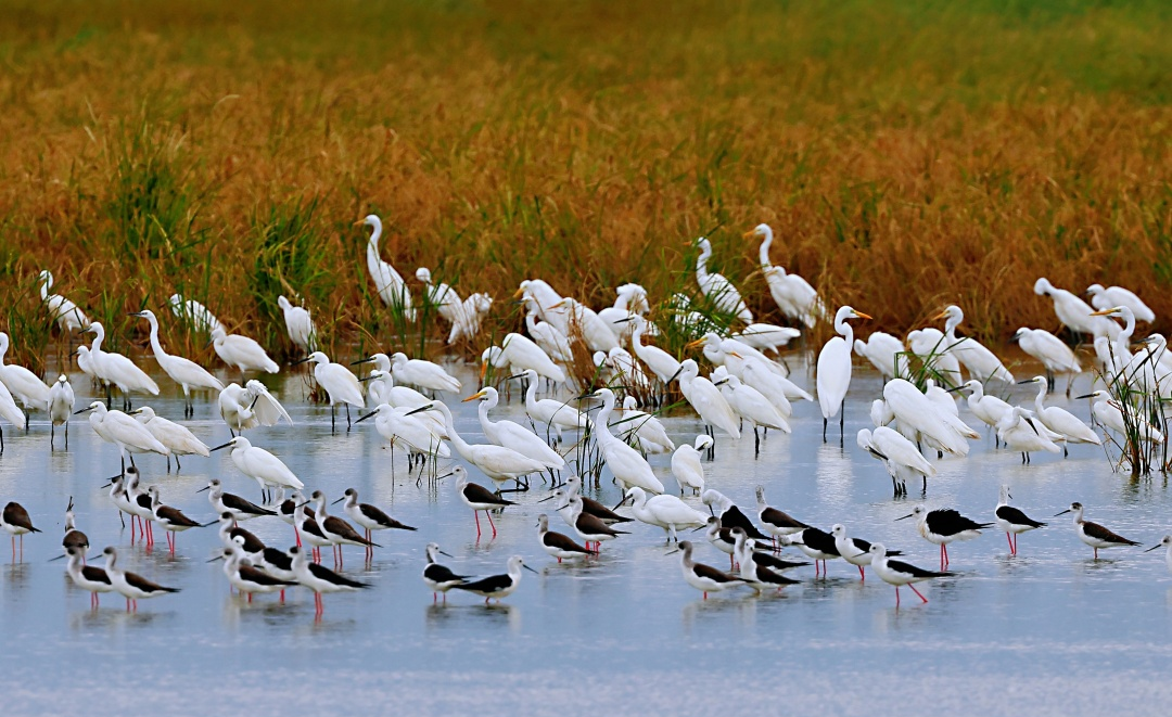 据不完全统计,在湿地公园内,已有26种维管束植物和69种野生动物.