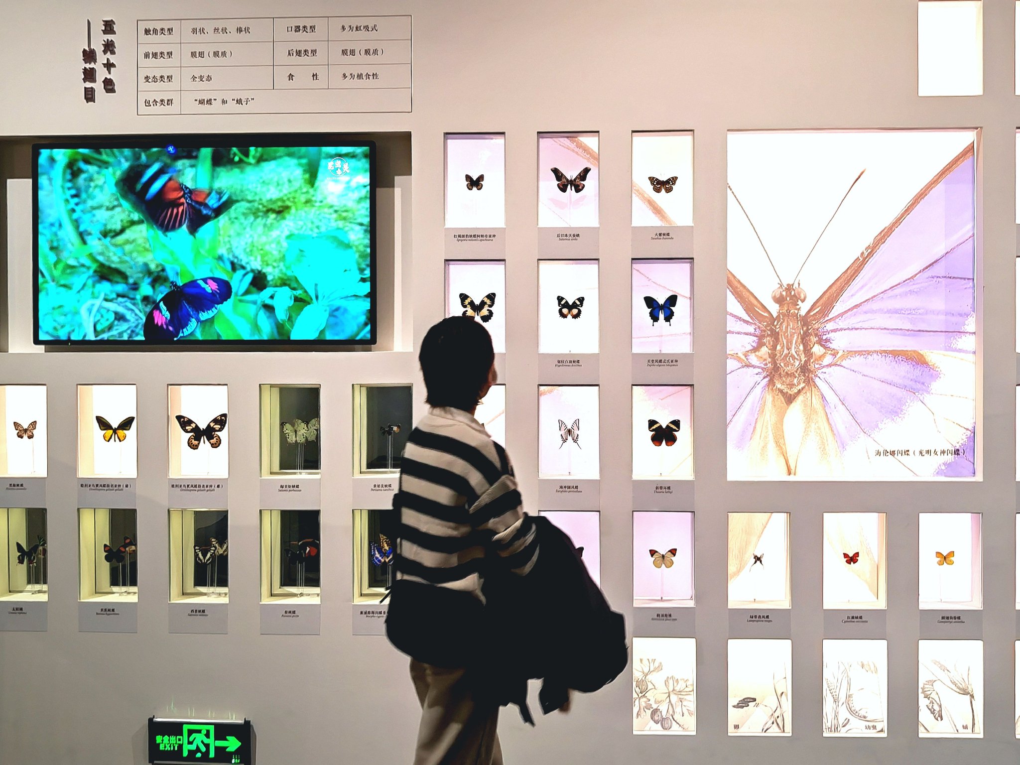 中国最大的蝴蝶博物馆图片