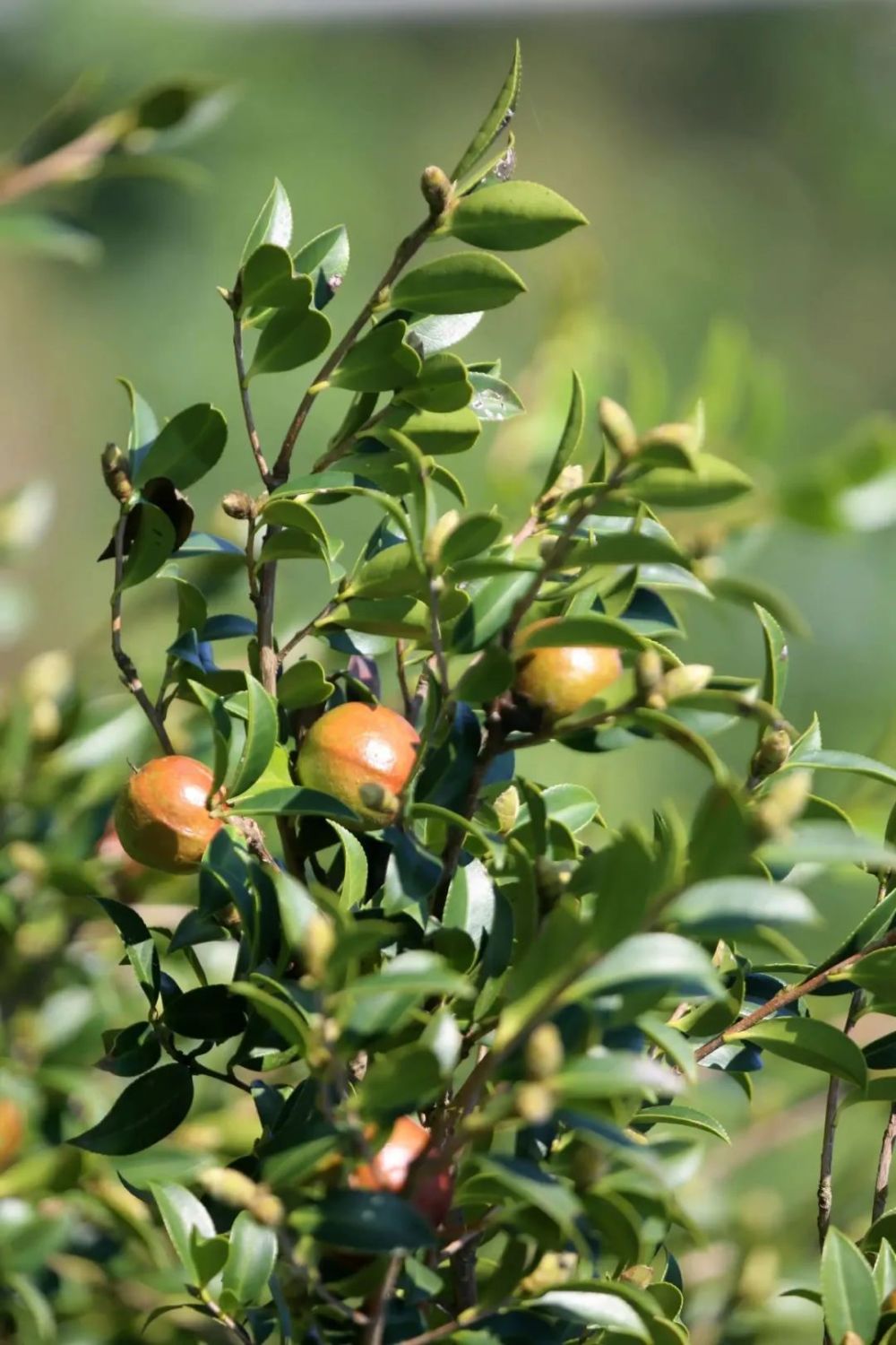 收成翻番!黄陂千亩油茶香满山|党支部书记_新浪财经_新浪网