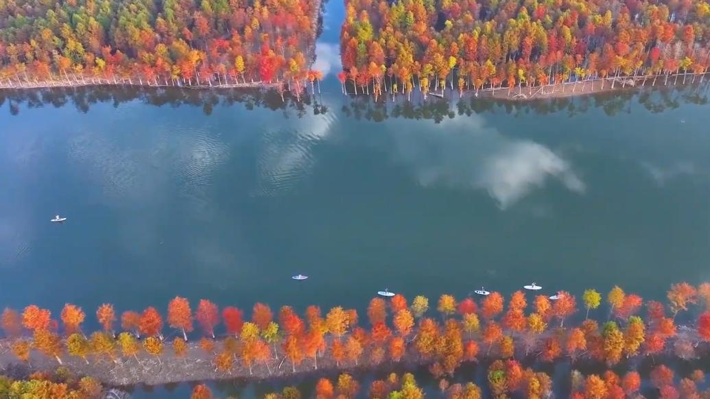 安徽宁国:"醉美"皖南红杉林_手机新浪网