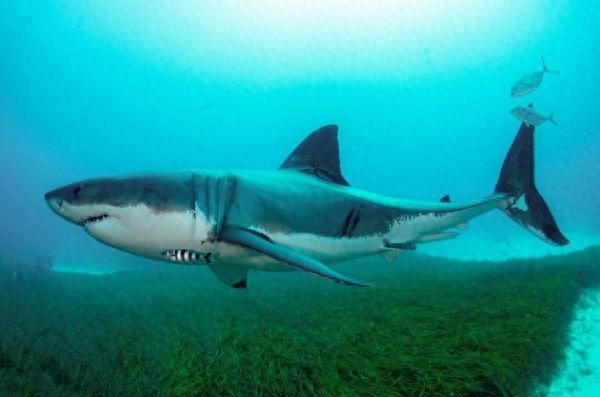 图为澳大利亚海洋生物多样性中心提供的鲨鱼照片图源:新华社