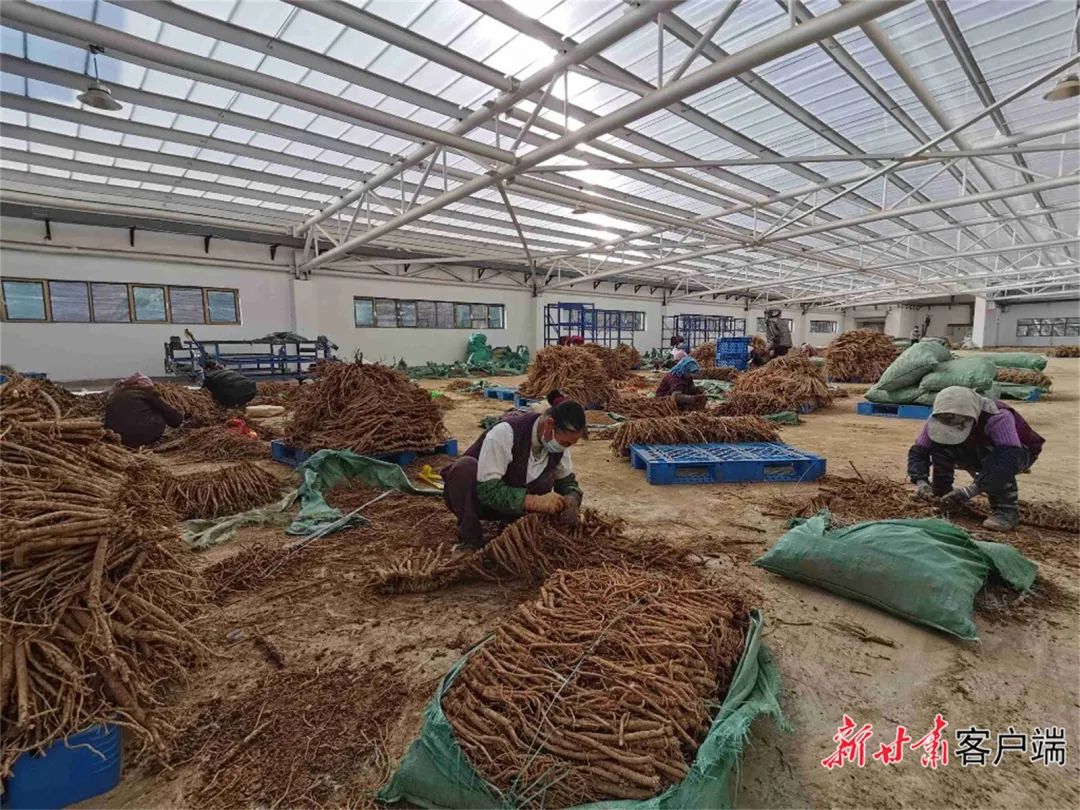 【强信心 稳经济 促发展】宕昌县哈达铺镇中药材产业高质量发展见闻 |