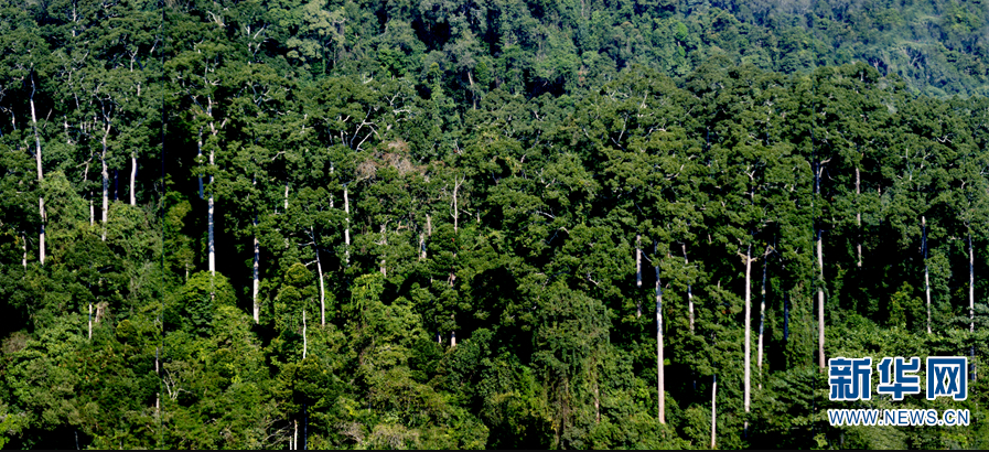 有一种叫云南的生活是一种生态绿色的生活