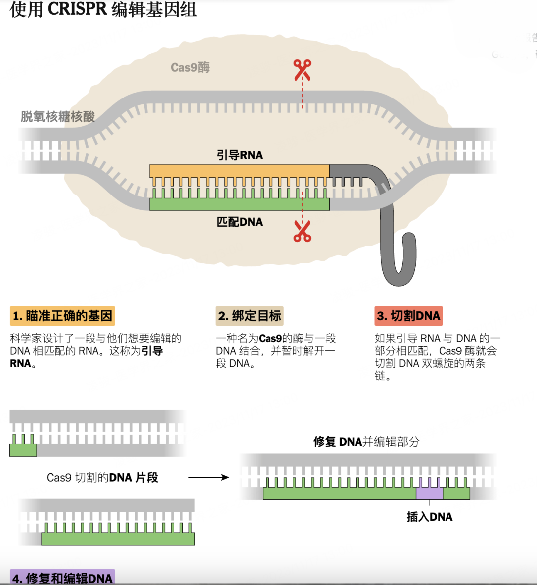 crispr基因编辑工作原理